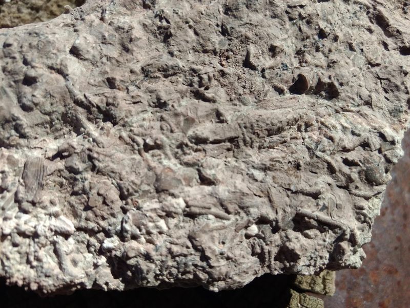 Tips for Spotting Fossils Like a Pro Tips for Spotting Fossils Like a Pro