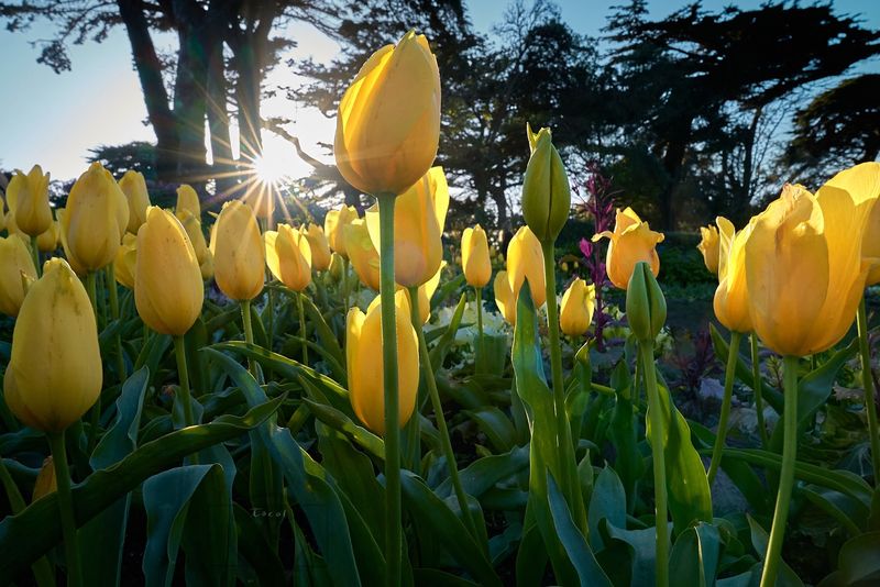 Tips for Visiting During Peak Tulip Season Tips for Visiting During Peak Tulip Season