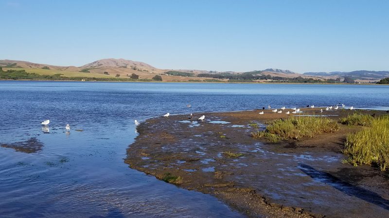 Tomales Bay: Oysters, Kayaks, and Absolute Calm