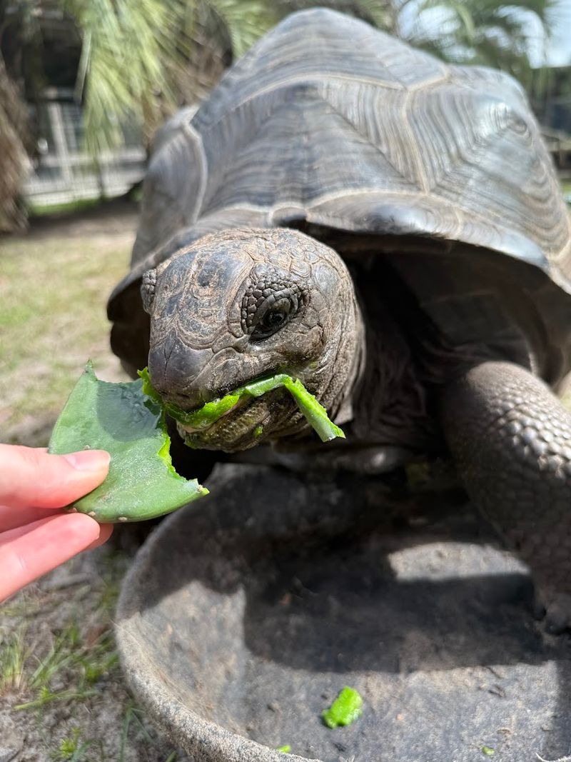 Tortoise and Close-Up Encounters Worth Every Extra Dollar