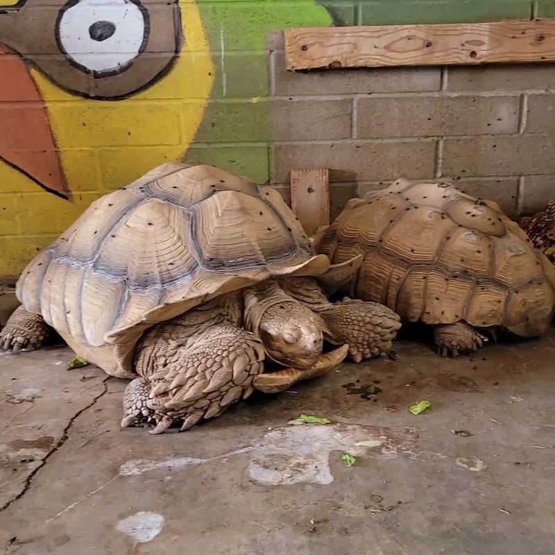 Tortoises Moving at Their Own Pace Tortoises Moving at Their Own Pace