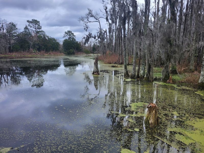 Towering Cypress Trees Draped In Spanish Moss
