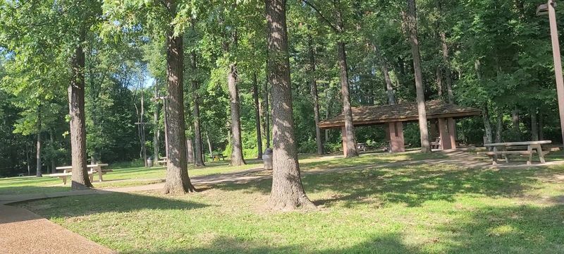 Towering Trees and a Forest-Like Atmosphere