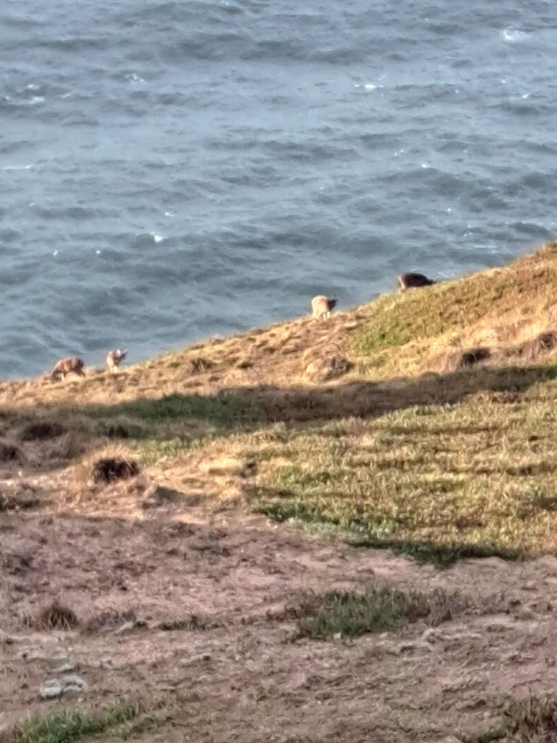 Tule Elk: Wildlife Watching That Blows Your Mind