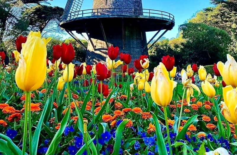 Tulip Season Magic You Cannot Miss Tulip Season Magic You Cannot Miss