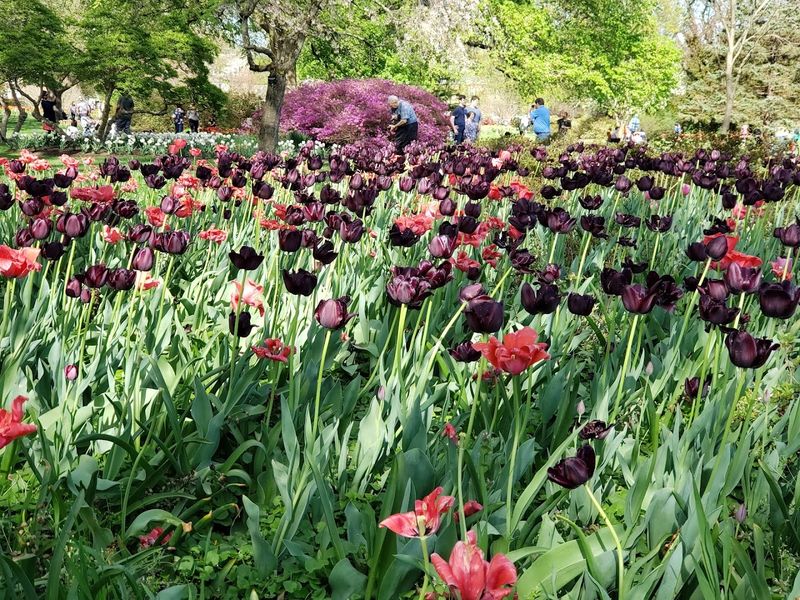 Tulip Varieties That Will Leave You Speechless Tulip Varieties That Will Leave You Speechless