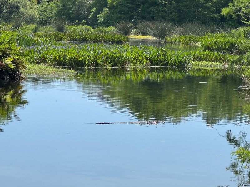 Turtles Sunbathing Everywhere You Look