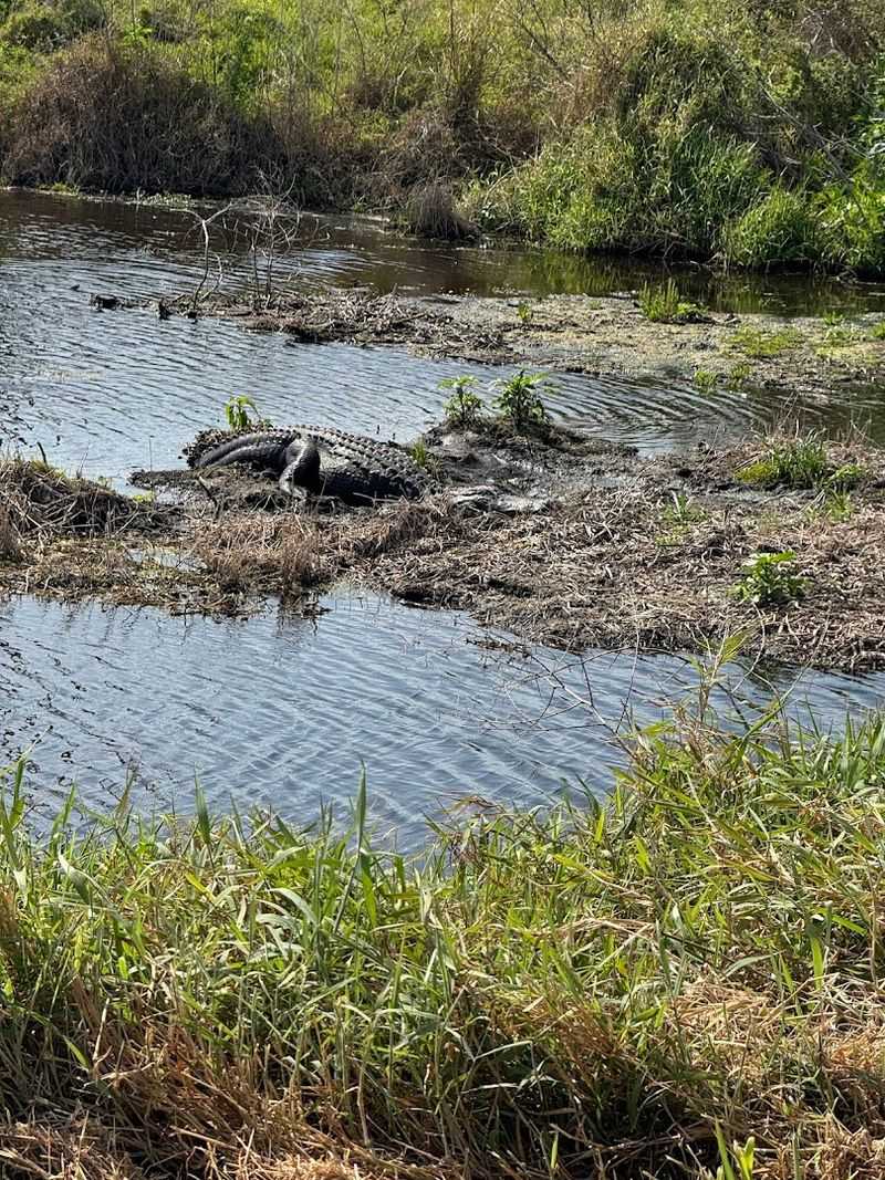 Turtles Sunning on Every Log Turtles Sunning on Every Log