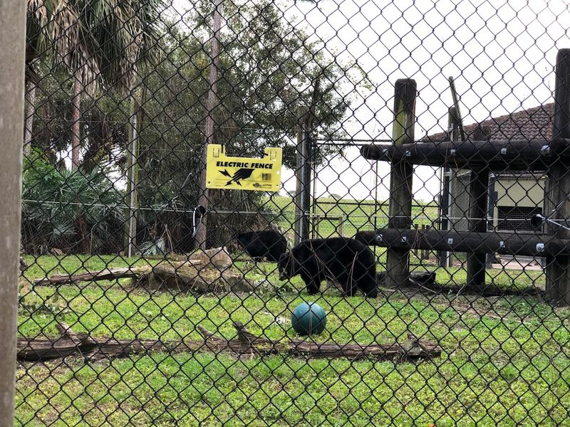 Twin Black Bears That Steal Every Visitor's Heart