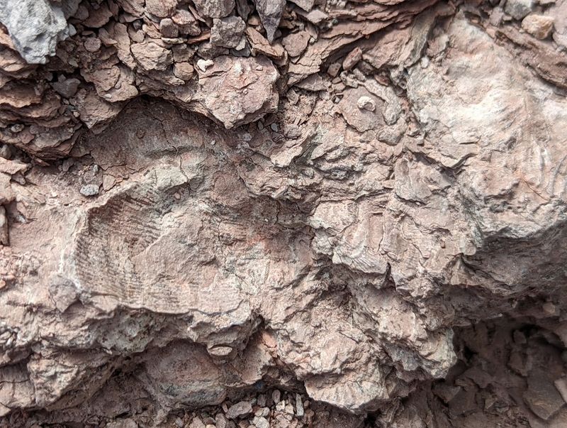 Types of Fossils You Might Find Here Types of Fossils You Might Find Here