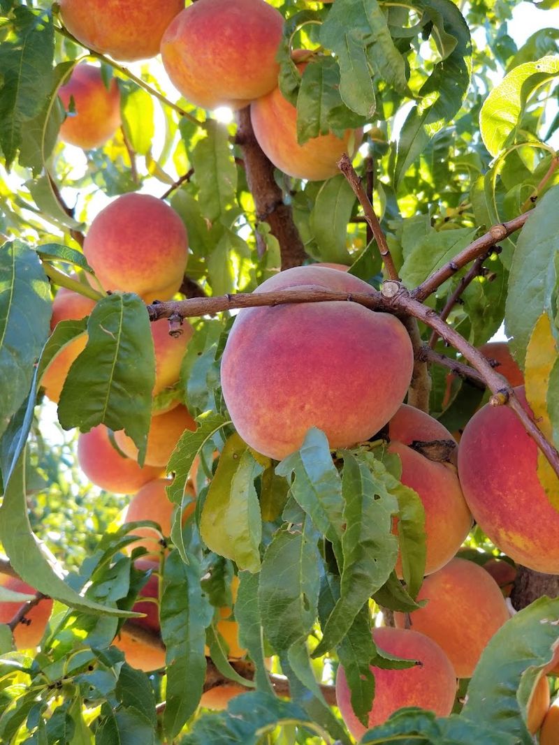 U-Pick Peaches That Taste Like Summer in Every Bite