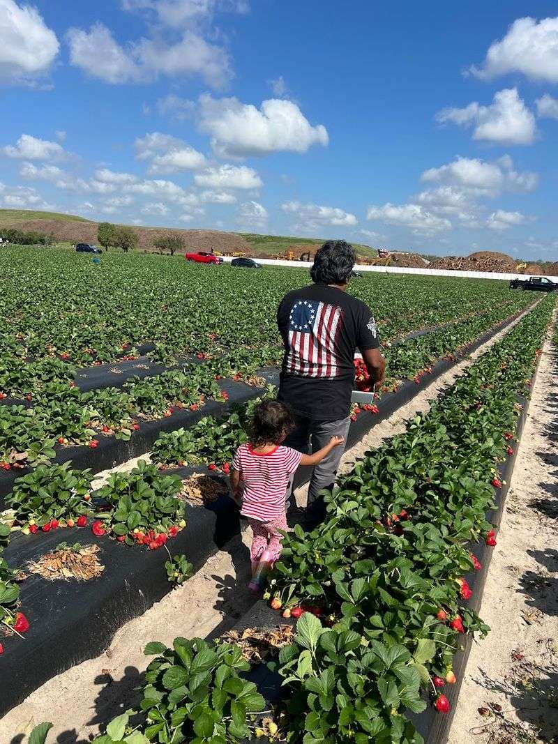 U-Pick Strawberries That Keep Families Coming Back Year After Year
