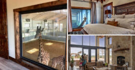 Wake Up With Giraffes Just Outside Your Room At This One-Of-A-Kind Texas Hotel