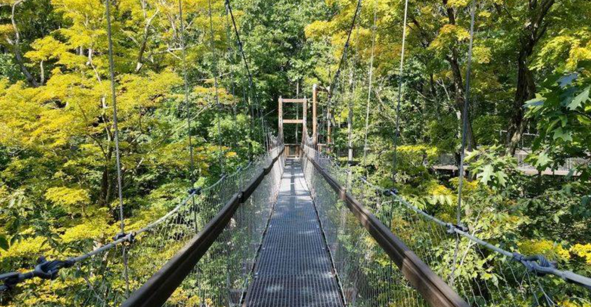 Walk Above The Treetops On One Of Ohios Most Unforgettable Outdoor Adventures