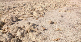 Walk Across This Unusual California Beach And You’ll Discover It’s Covered In Fish Bones