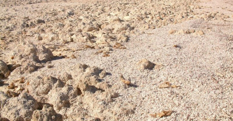 Walk Across This Unusual California Beach And You’ll Discover It’s Covered In Fish Bones