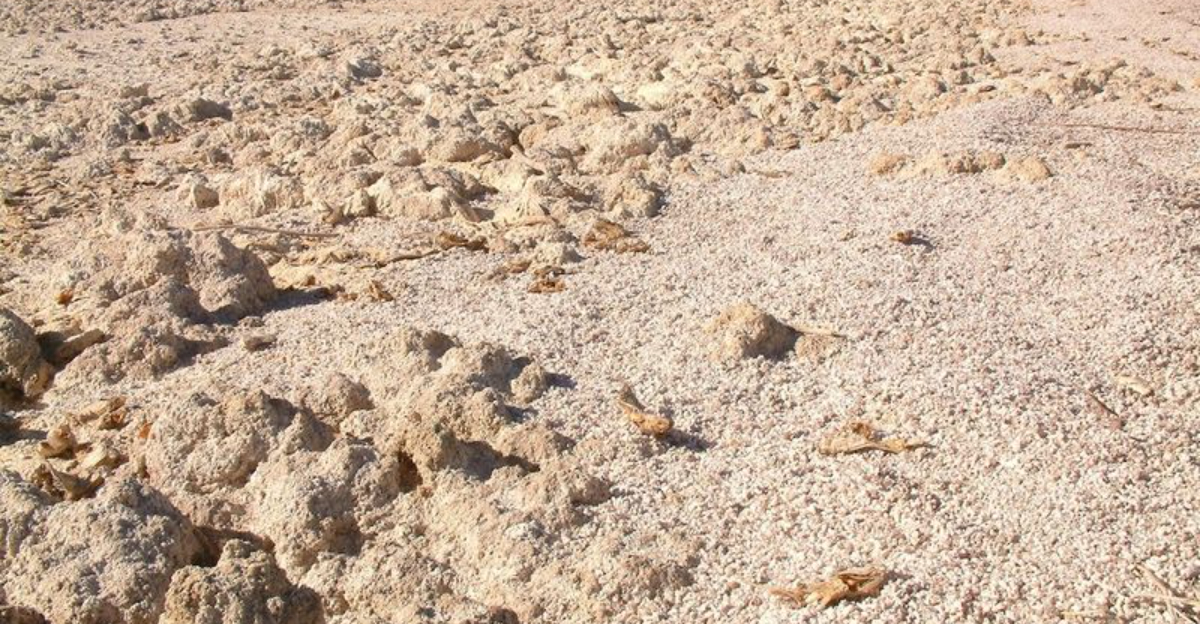 Walk Across This Unusual California Beach And Youll Discover Its Covered In Fish Bones