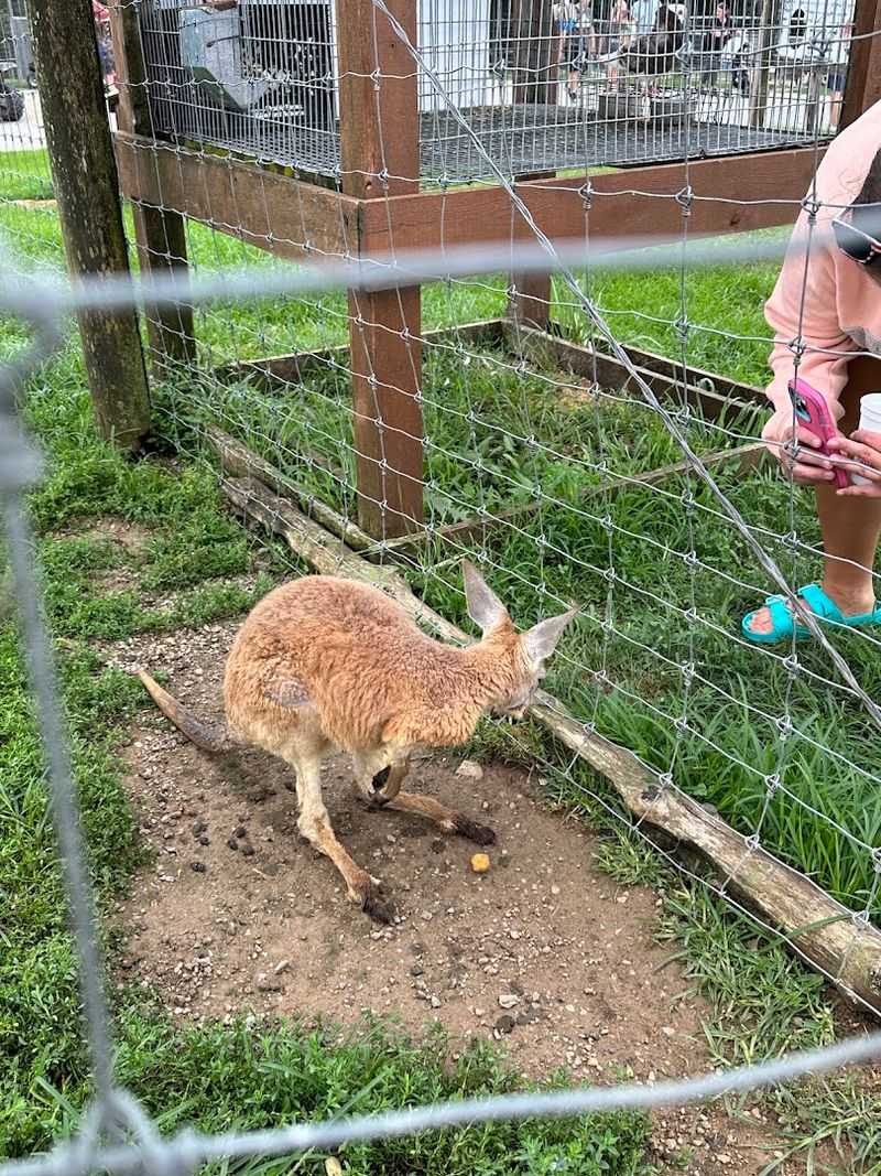 Walk-Through Kangaroo Enclosure