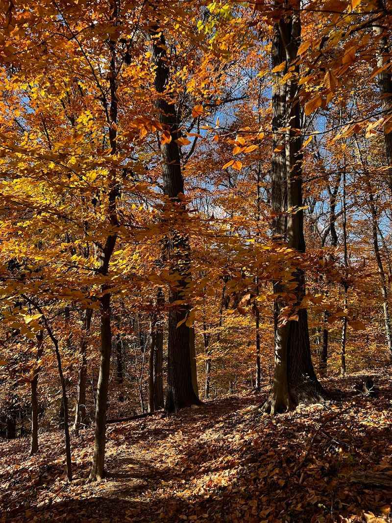 Walk the Trails Through Ancient Woodland