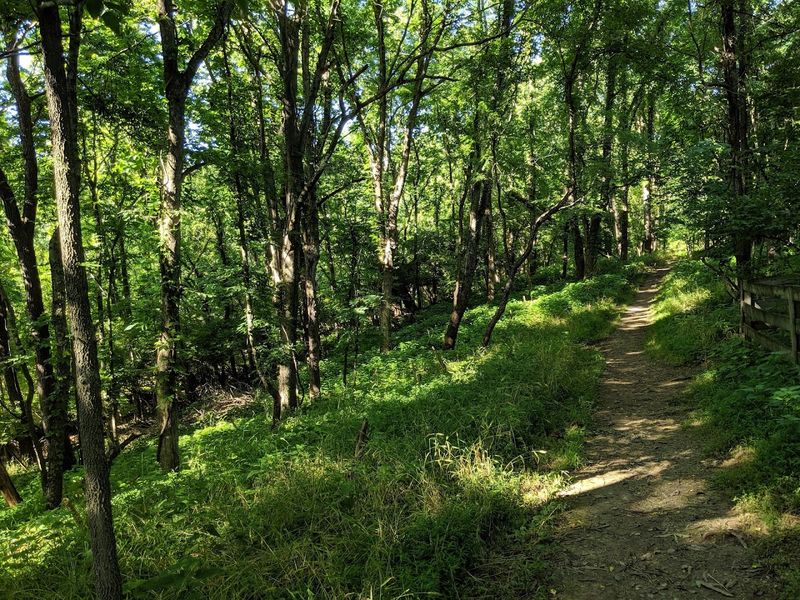 Walking and Hiking Trails Through Beautiful Woodland Walking and Hiking Trails Through Beautiful Woodland