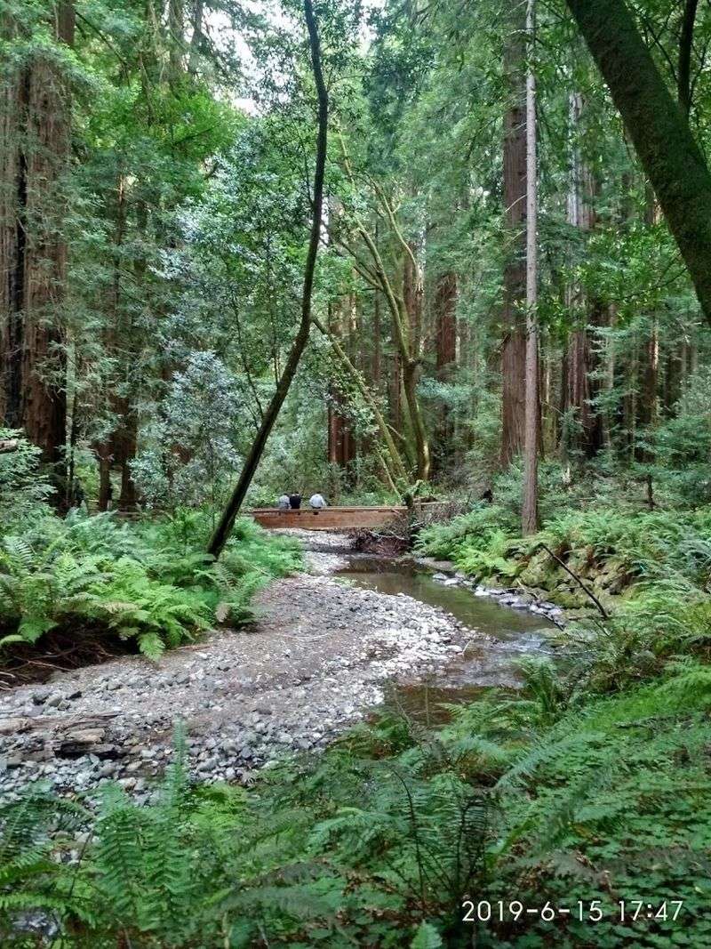 Wander Through Old Growth Redwoods at Muir Woods