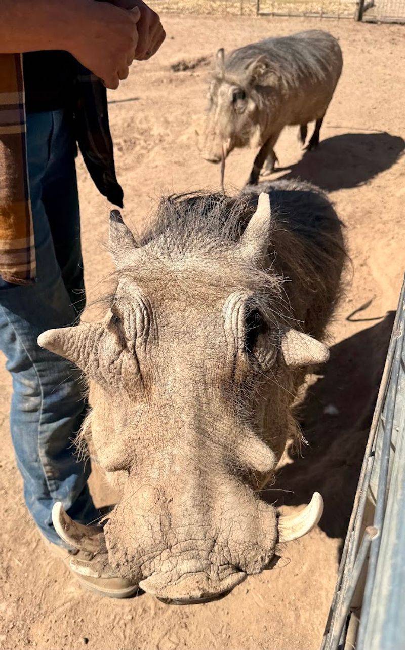 Warthogs With More Personality Than You Expect Warthogs With More Personality Than You Expect