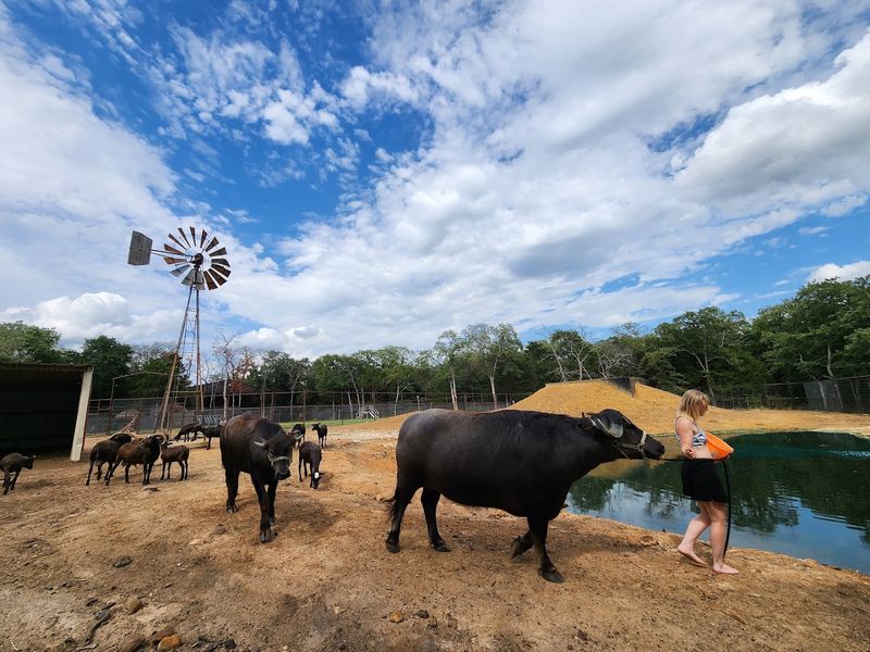 Water Buffalo Swim Experience