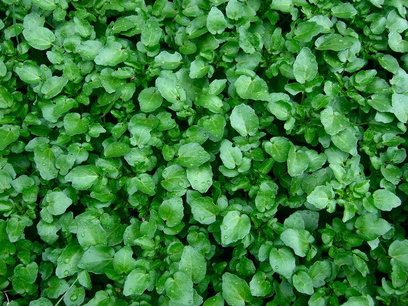 Watercress Watercress