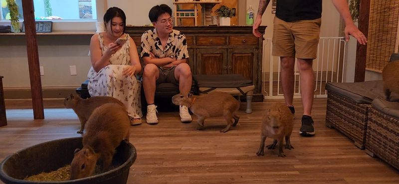 What Exactly Is the Capybara Cafe?