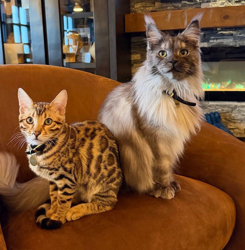 What Maine Coon Manor Cat Cafe Actually Is What Maine Coon Manor Cat Cafe Actually Is