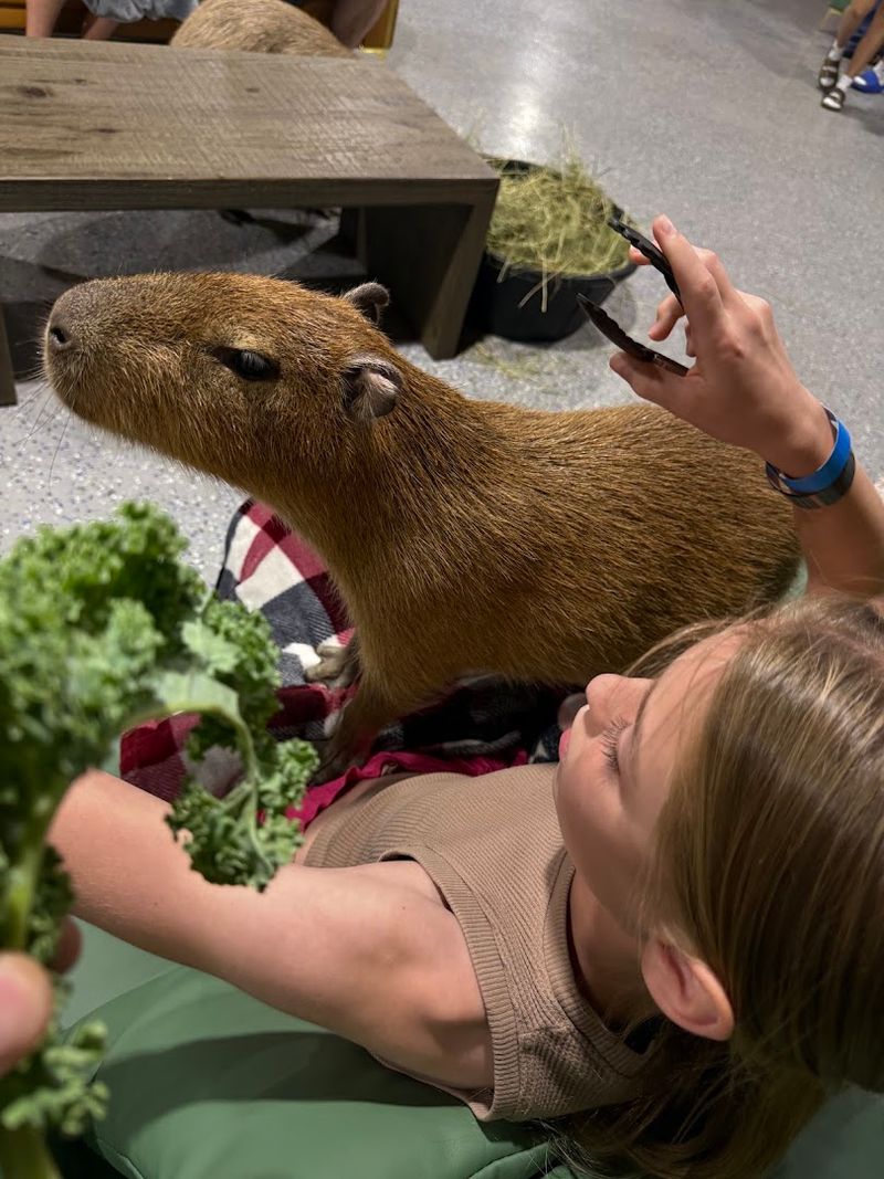 What Makes Capybara Cafe So Unique What Makes Capybara Cafe So Unique