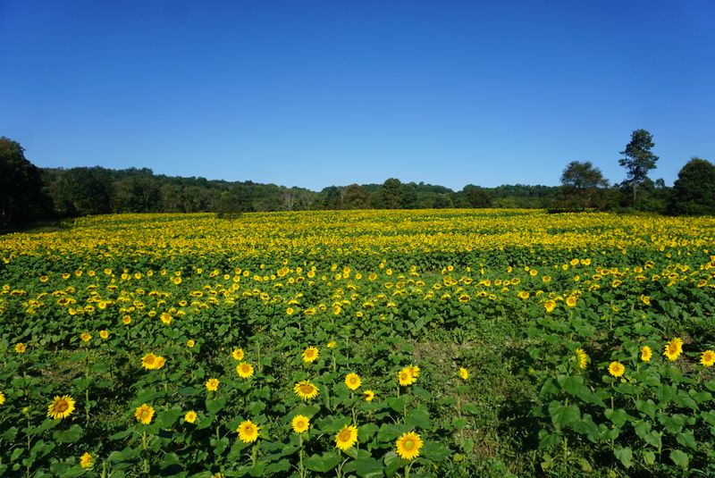 What Makes Liberty Farm So Special