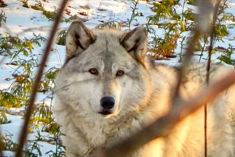 What Wolf Mountain Nature Center Actually Is What Wolf Mountain Nature Center Actually Is