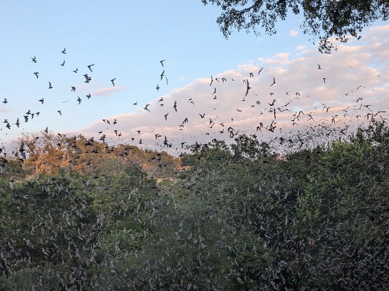 What to Bring for the Best Bat Viewing Experience
