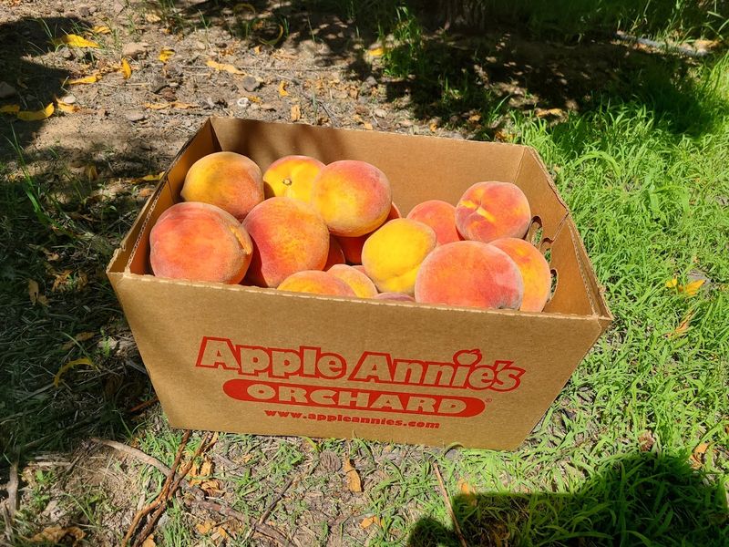 Why Apple Annie's Is a True Arizona Road Trip Destination