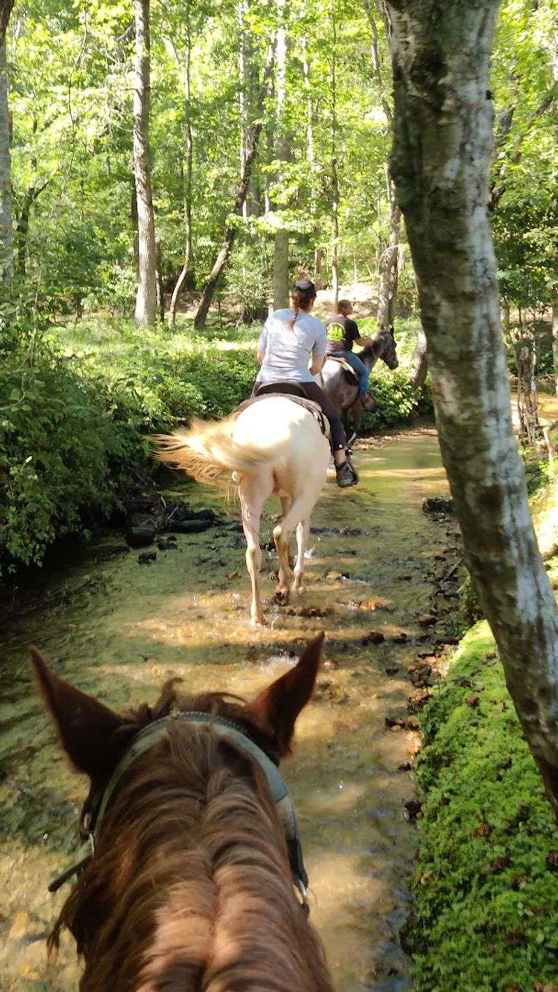 Why Blue Ridge Mountain Trail Rides Should Be on Your Georgia Bucket List