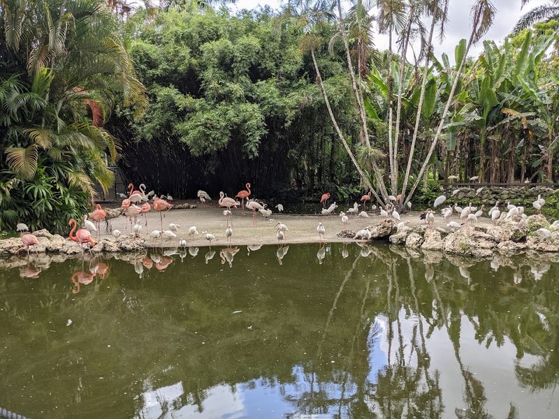 Why Flamingo Gardens Stands Out From Regular Zoos