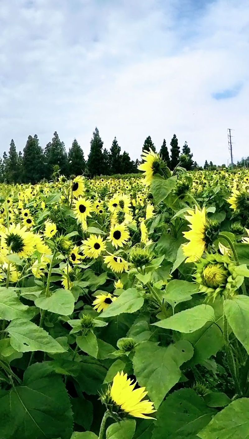 Why Hana Field Keeps Drawing Visitors Back Season After Season