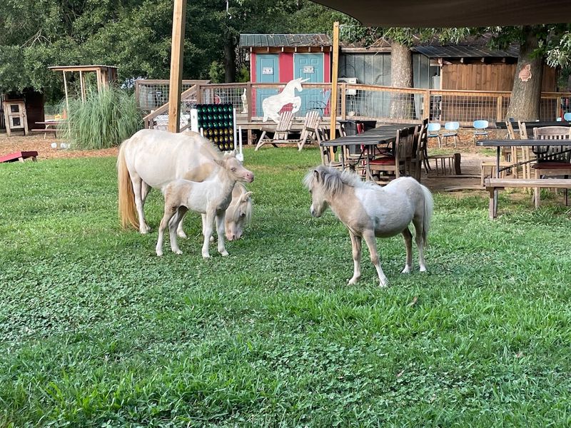 Why Hidden Pasture Is a True Hidden Gem Worth the Drive