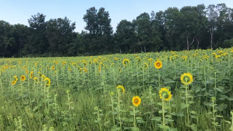 Why Liberty Farm Keeps Visitors Coming Back