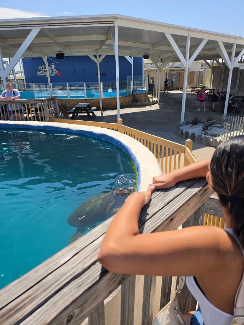 Why Manatees Capture Everyone's Heart Why Manatees Capture Everyone's Heart
