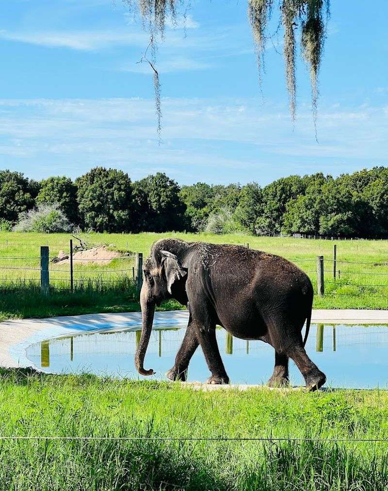 Why Myakka Elephant Ranch Belongs on Every Florida Bucket List