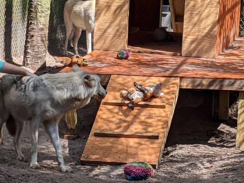 Why Supporting This Sanctuary Truly Matters