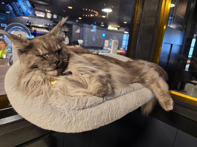 Why This Cat Cafe Is Worth Every Penny Why This Cat Cafe Is Worth Every Penny