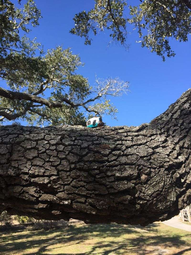 Why This Tree Deserves a Spot on Your Texas Bucket List
