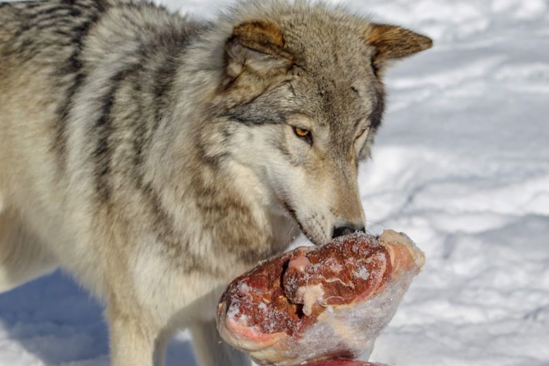 Why Wolf Mountain Matters Beyond the Visit Itself Why Wolf Mountain Matters Beyond the Visit Itself