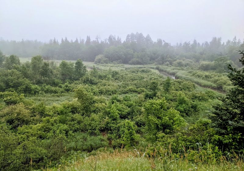 Wild Berry Picking Along the Trails
