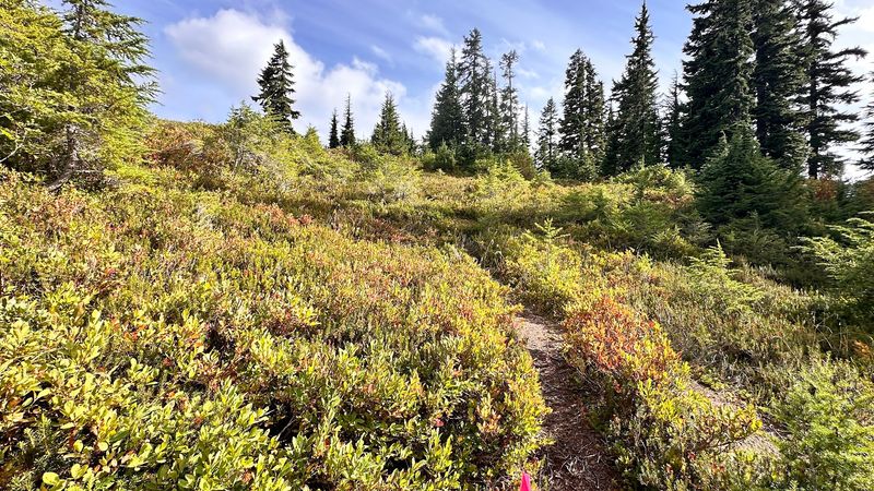 Wild Blueberries Along the Path Wild Blueberries Along the Path