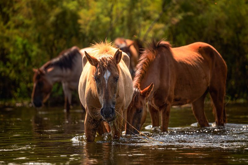 Wild Horses Along the Salt River Wild Horses Along the Salt River