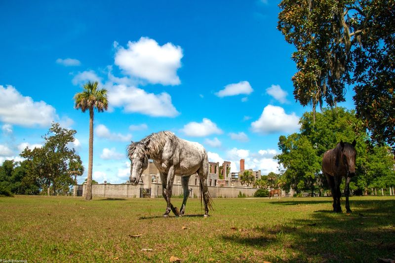 Wild Horses Roaming Among the Ruins